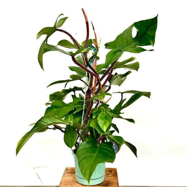 おしゃれ 観葉植物 ：フィロデンドロン スクアミフォルム*5号 吊り鉢