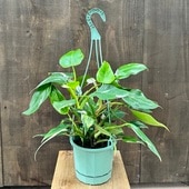 ������졡���տ�ʪ ���ե����ǥ�ɥ��󡡥ۥ磻�ȥץ�󥻥�*5�桡�ߤ�ȭ