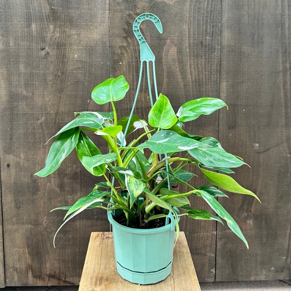 おしゃれ 観葉植物 ：フィロデンドロン ホワイトプリンセス*5号