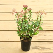 ���ڡ����ڡ����Х��ޥ��ߡ��ӥС��ʥࡡ�ƥ��̥�*4��ݥåȡ��������