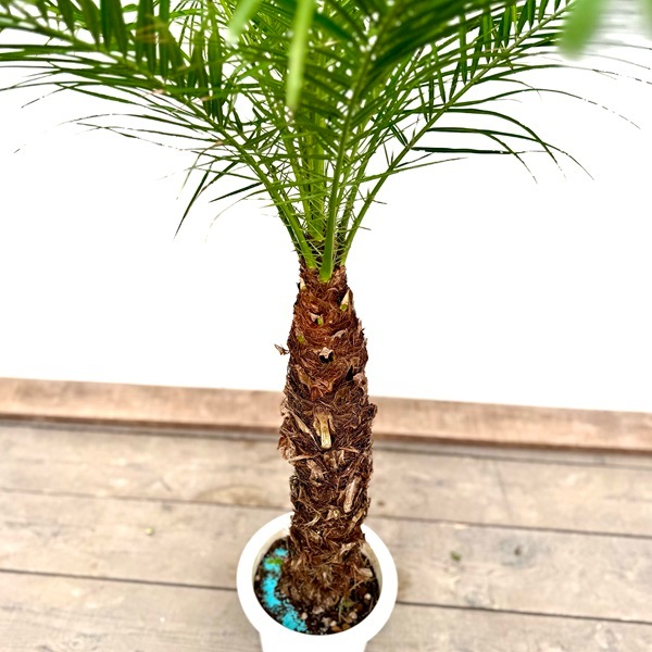 k*o様 フェニックスロベリニー 【 3本立】ポット入り美株 高さ約110cm おしゃれ 観葉植物:ロベヤシ*フェニックスロベレニー