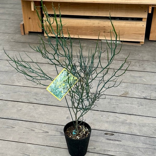 アカシア　レインディアワトル　トナカイのツノ　鉢植え　苗　オージープランツ 花苗 観葉植物：アカシア トナカイのツノ*トナカイノツノ 5号