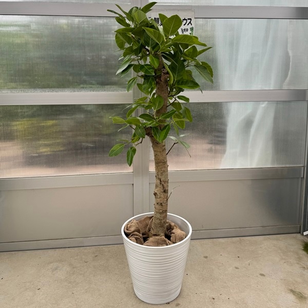 ������� ���տ�ʪ���ե����� ����ƥ����� ��  ȭ���С� ���۾���*2Ȣ�Ǥ��Ϥ� �緿����������� 