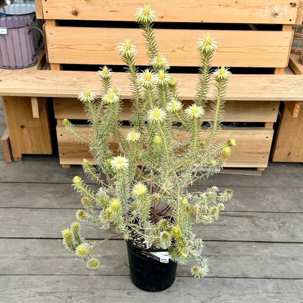 フィリカ プベッセンス ワフトフェザー オージープランツ 希少