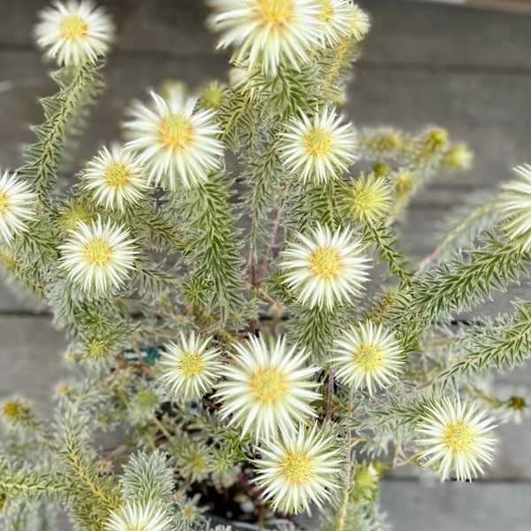 鉢花 観葉植物：フィリカ プベッセンス ワフトフェザー*7号 プラポット