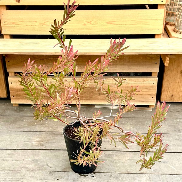 観葉植物：リューカデンドロン ジョリージョーカー*7号 セラアート