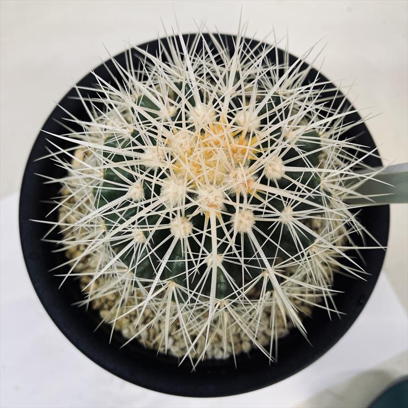 サボテン⭐︎ピロカクタス属 白刺寒鬼玉 実生接ぎ サボテン