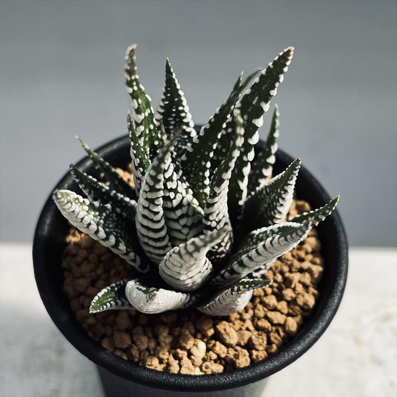 多肉植物：ハオルチア 十二の巻 ゼブラ*幅6cm | サボテン＆多肉植物