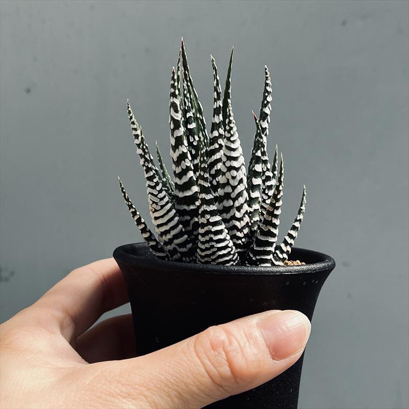 多肉植物：ハオルチア 十二の巻 ゼブラ*幅6cm | サボテン＆多肉植物