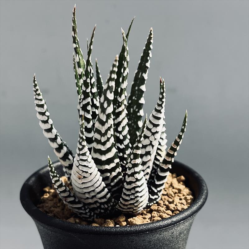 ハオルチア 7種セット　　多肉植物 ハオルチア 7種セット 多肉植物 - メルカリ