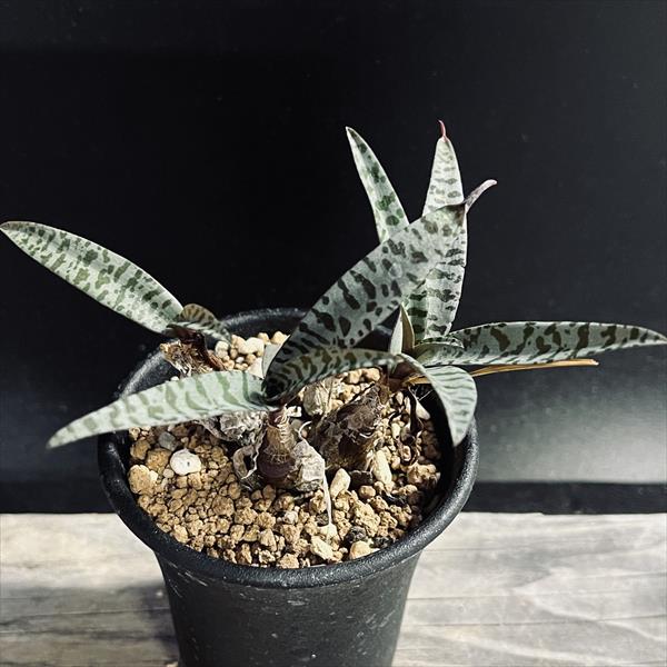 庬ʪǥܥꥢꥹɿ*8cm