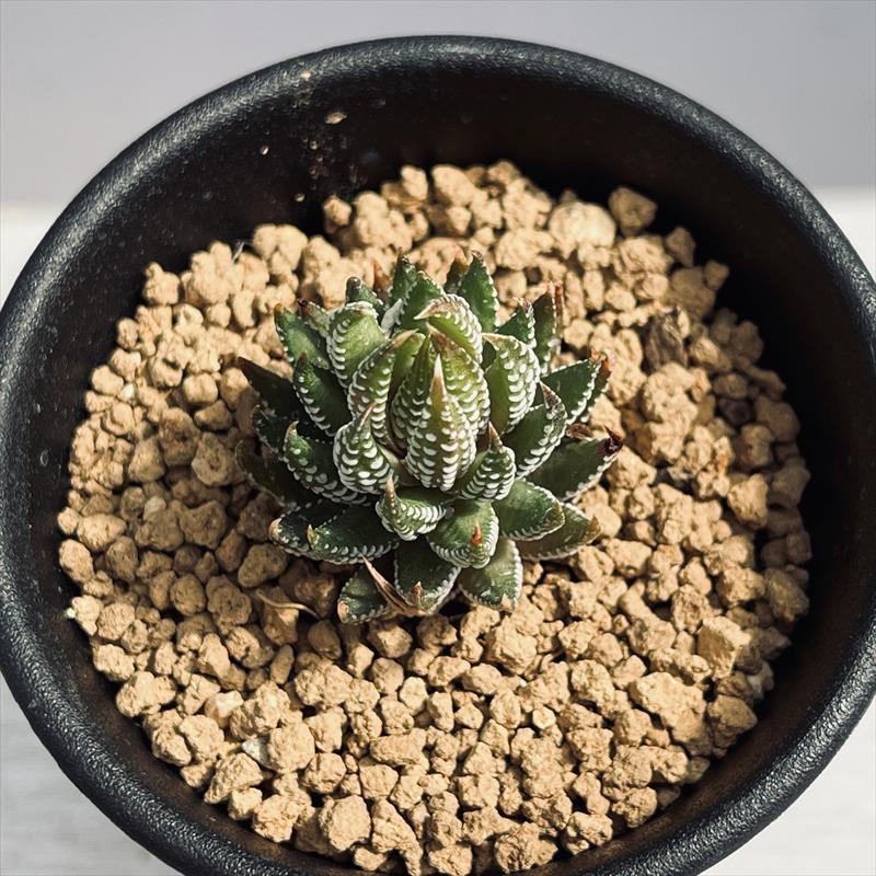 多肉植物：ハオルチア レインワルディ カフィルドリフテンシス