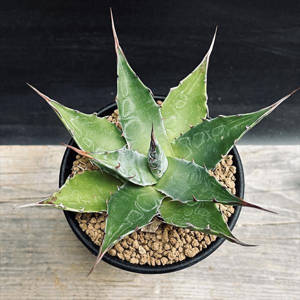 多肉植物：アガベ モンタナ*幅11cm | サボテン＆多肉植物,多肉植物