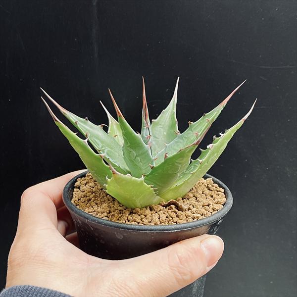 多肉植物：アガベ モンタナ*幅11cm | サボテン＆多肉植物,多肉植物