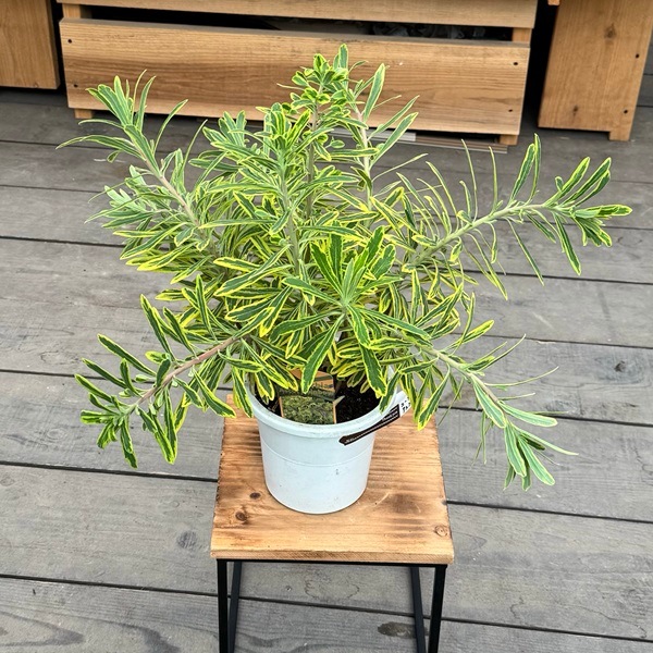 品種選べます 観葉植物 カラーリーフ：ユーフォルビア*5号 アスコット