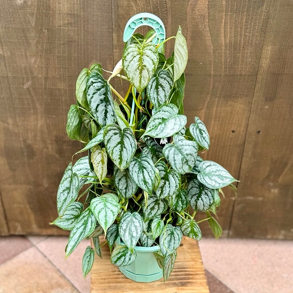 おしゃれ 観葉植物 ：フィロデンドロン オルナツム*シロガネカズラ 5号