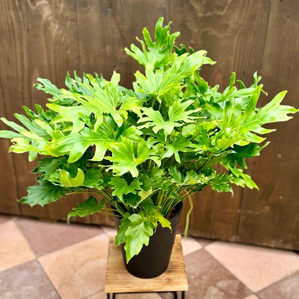 おしゃれ 観葉植物：フィロデンドロン リトルホープ*7号 セラアート