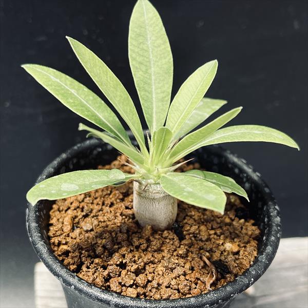 �����ǥå������ѥ��ݥǥ����� �ǥ󥷥ե������ߥޥ������� ����*S��������1.2���