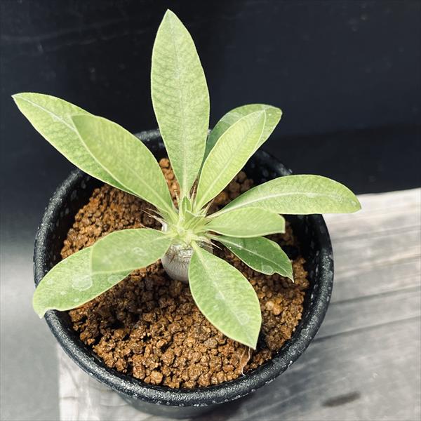 パキポディウム アンボンゲンセ 白肌株 実生 コーデックス 塊根