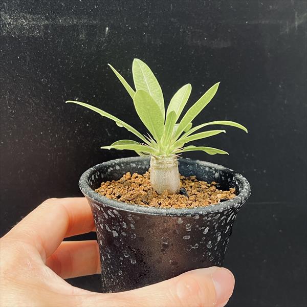 コーデックス：パキポディウム デンシフローラム×マカイエンセ