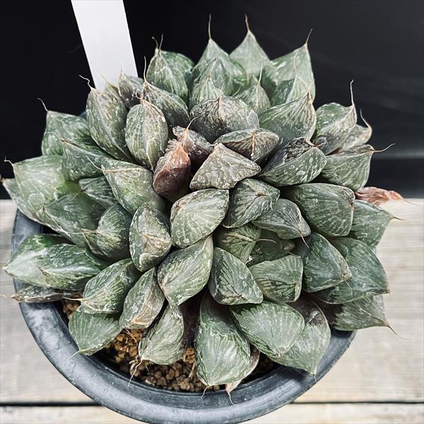 多肉植物：ハオルチア オブツーサhyb.*幅13cm 現品！一品限り