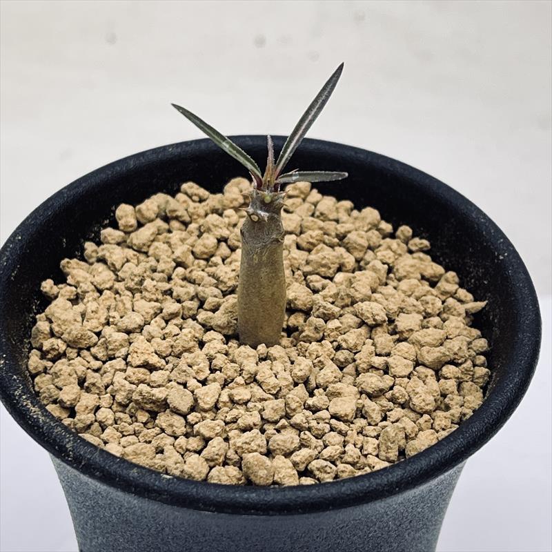 �����ǥå������ѥ��ݥǥ����� �����顼�ĥ�*������0.6���  ���־�����