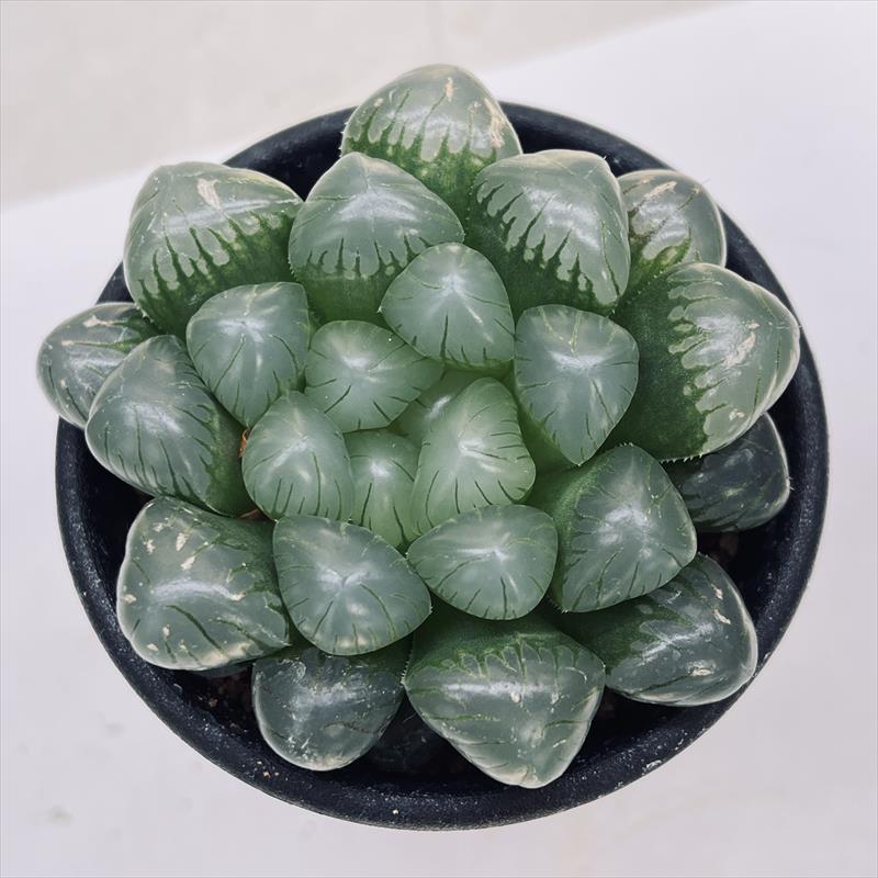 多肉植物：ハオルチア オブツーサ OB-1*幅7cm | サボテン＆多肉植物