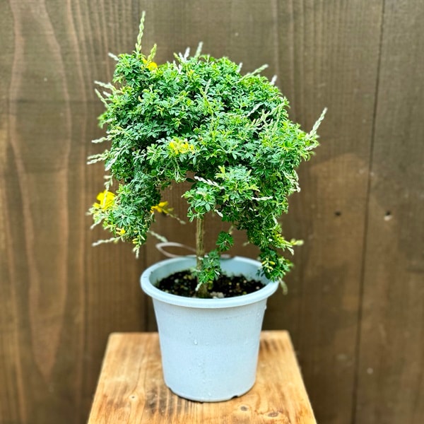 姫エニシダ　盆栽 姫エニシダ 盆栽