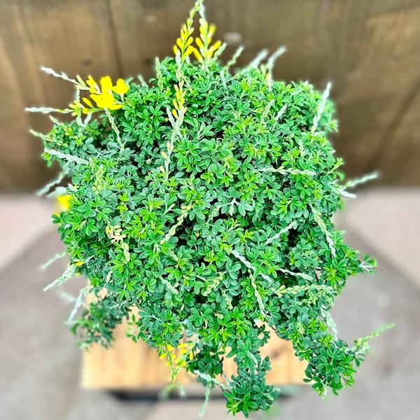 姫エニシダ　盆栽 姫エニシダ 盆栽