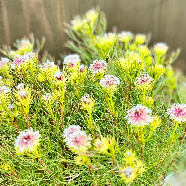 ジョーイセルリア おしゃれ 観葉植物 花苗：セルリア ラズベリー