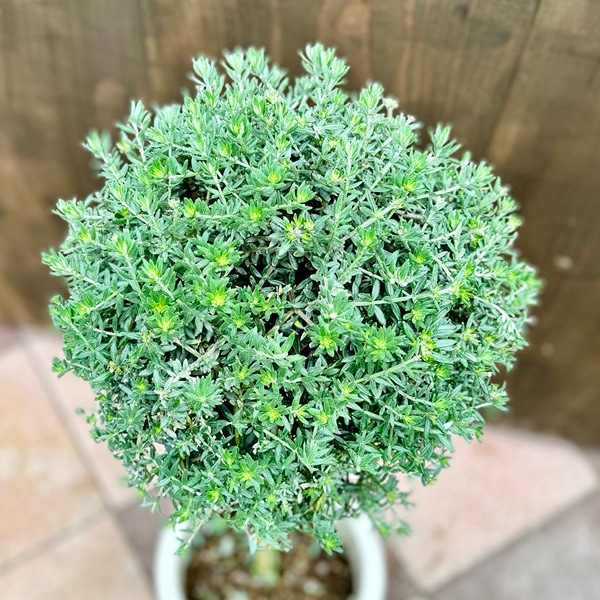 【現品】ピスタチア　９号　オージープランツ　 2G番 現品】ピスタチア 9号 オージープランツ 2G番