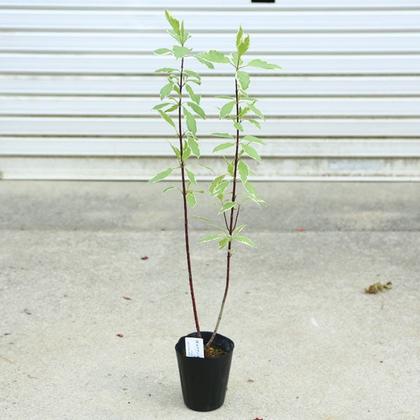 庭木・植木 苗木：サンゴミズキ（斑入り珊瑚ミズキ）*エレガンテシマ