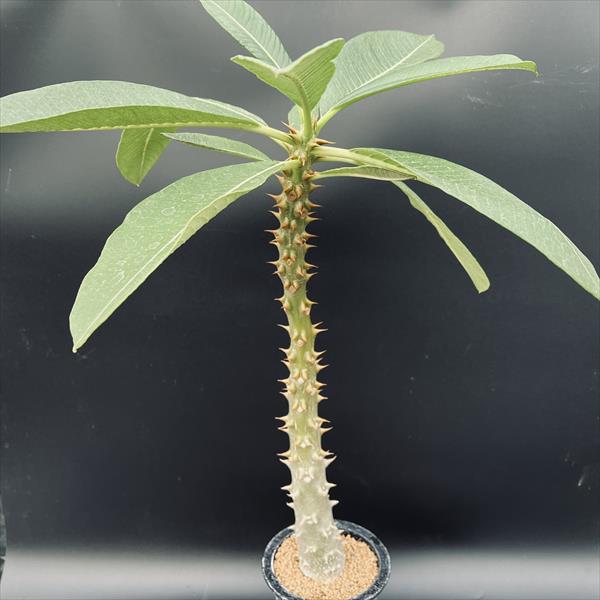 ǥåѥݥǥࡡХˡ L*5