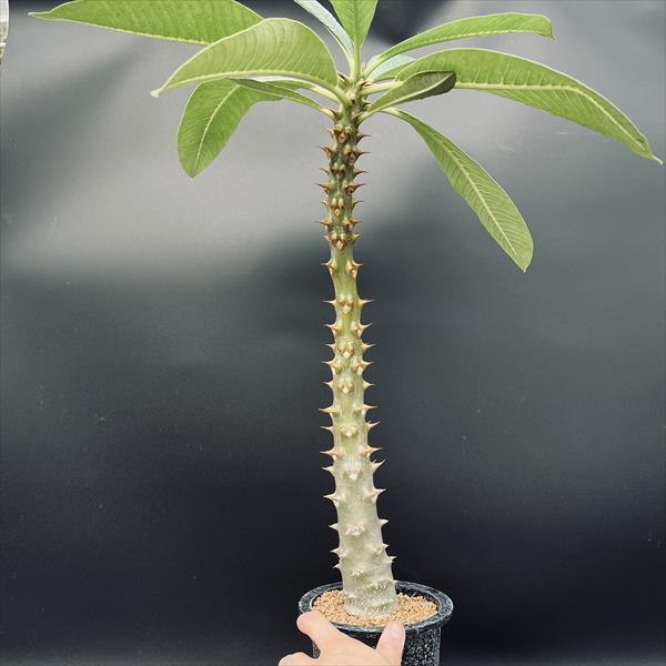 コーデックス：パキポディウム バロニー 実生 L*塊根幅5cm