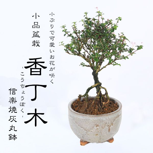 盆栽蜂 陶一作手作り盆栽鉢正方鉢飾り付き山野草鉢小品盆栽鉢鉢植木鉢多肉植物時代 小品盆栽:香丁木(信楽焼灰丸鉢)*かみ山陶器 小花 花 鉢植え 鉢