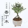 ߺϡ(ھƳȭ)*߻ƫ   ȭ ȭ ץ쥼Ȥˤ bonsai