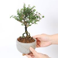 小品盆栽：香丁木(信楽焼灰丸鉢)*かみ山陶器 小花 花 鉢植え 鉢