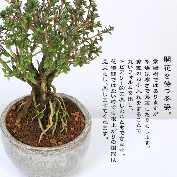 香祥　盆栽鉢 y-bonsai_my0419