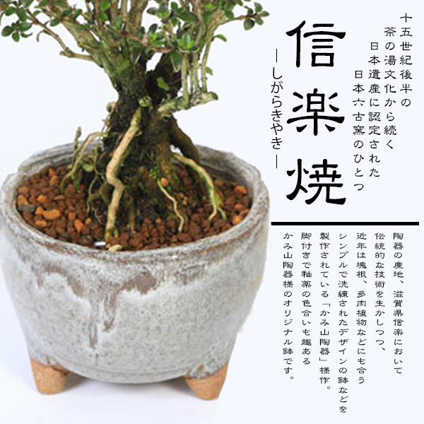 小品盆栽：香丁木(信楽焼灰丸鉢)*かみ山陶器 小花 花 鉢植え 鉢