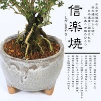 長方形陶磁盆 獣面獣釦鼓丁香炉款 盆栽鉢 植木鉢 小品盆栽鉢 大品盆栽鉢 3d1feee969718fc0bb3556f4beb34c