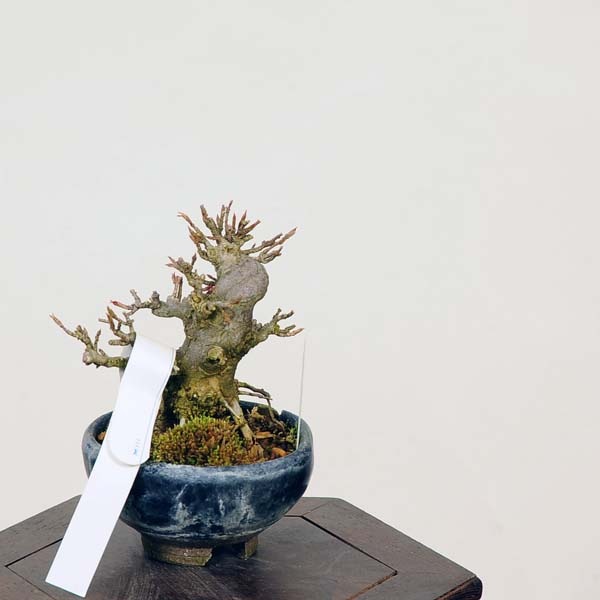 盆栽：楓 現品*(鉢カケ有)かえで カエデ Kaede bonsai Acer ミニ盆栽
