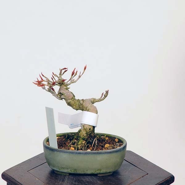 盆栽：楓 現品*かえで カエデ Kaede bonsai Acer ミニ盆栽 | すべての