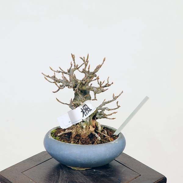 盆栽：楓 現品*かえで カエデ Kaede bonsai Acer ミニ盆栽 | すべての
