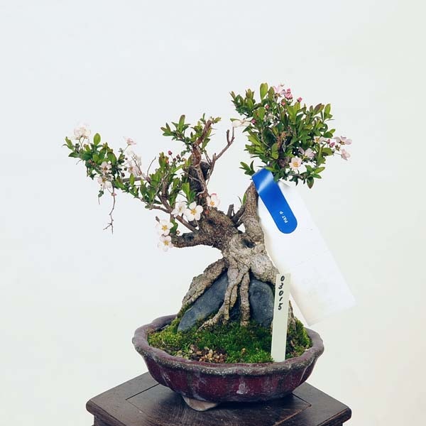 盆栽 特選：雪柳石付(ゆきやなぎ)現品*ユキヤナギ Yukiyanagi bonsai