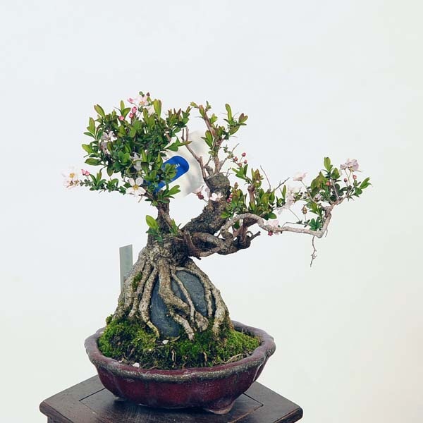 盆栽 特選：雪柳石付(ゆきやなぎ)現品*ユキヤナギ Yukiyanagi bonsai
