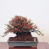 �ߺ� ������Ĺ����(���祦����Х�)������*���礦����Ф���Cyoujyubai�� �����ߺϡ�