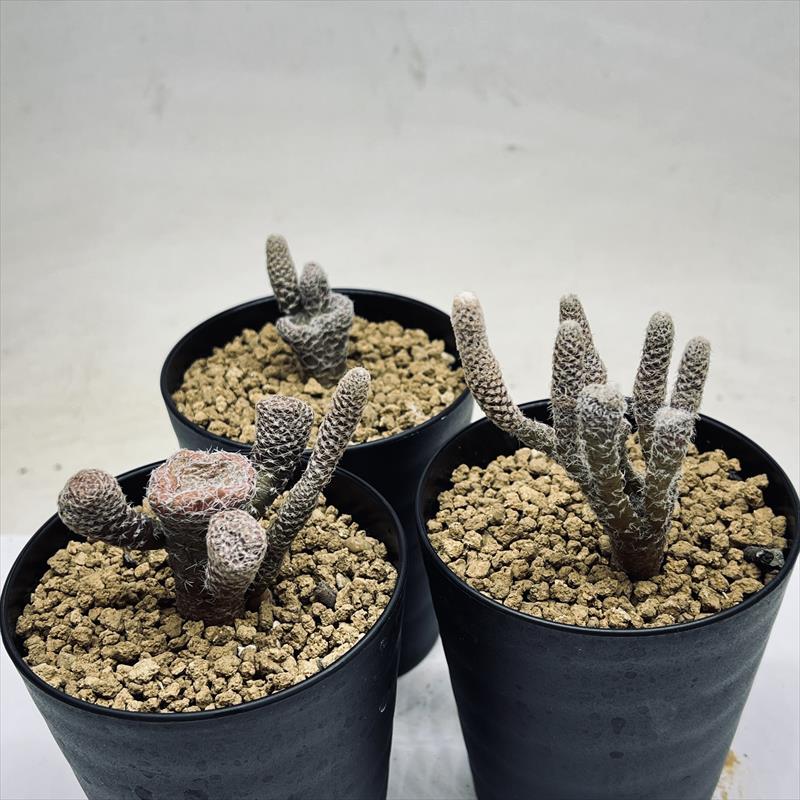 サボテン：プナ クラバリオイデス 白鶏冠 キノコウチワ*幅3～5cm
