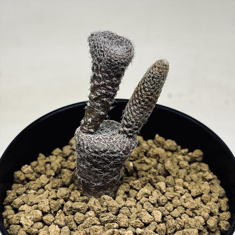 サボテン：プナ クラバリオイデス 白鶏冠 キノコウチワ*幅3～5cm