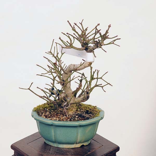 盆栽：こまゆみ 現品*コマユミ Komayumi bonsai Euonymus alatus 小品