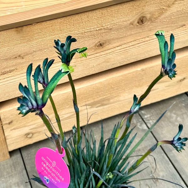 おしゃれ 観葉植物 鉢花：カンガルーポー マスカレード* (小) 5号